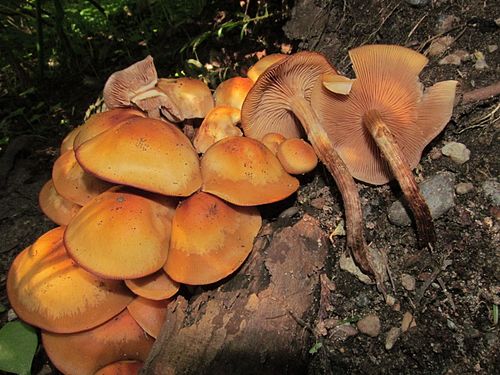 Armillaria nabsnona